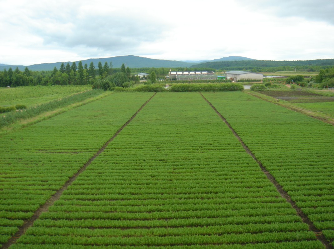 伊春新昊高科技苗木基地