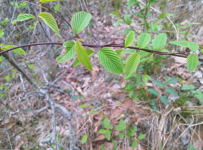 毛藤石茶