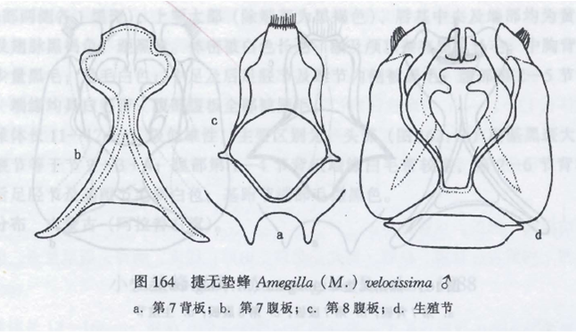 捷無墊蜂