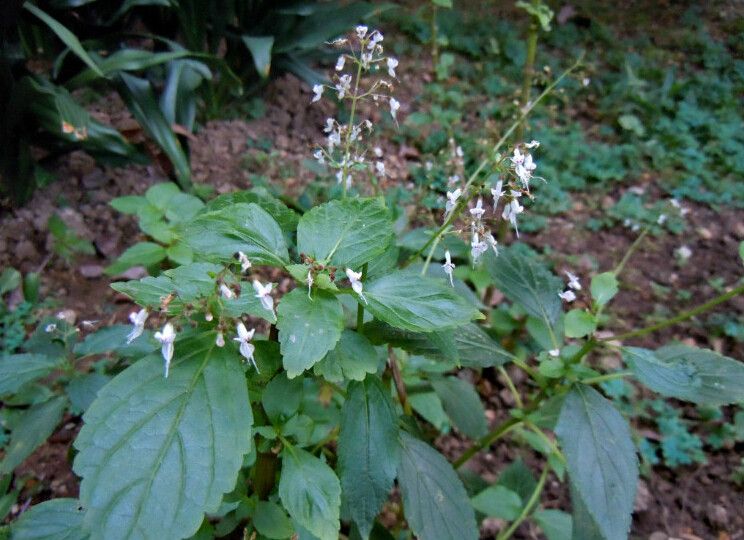 線紋香茶菜（原變種）