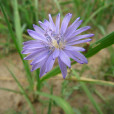 滇黔紫花苣苔