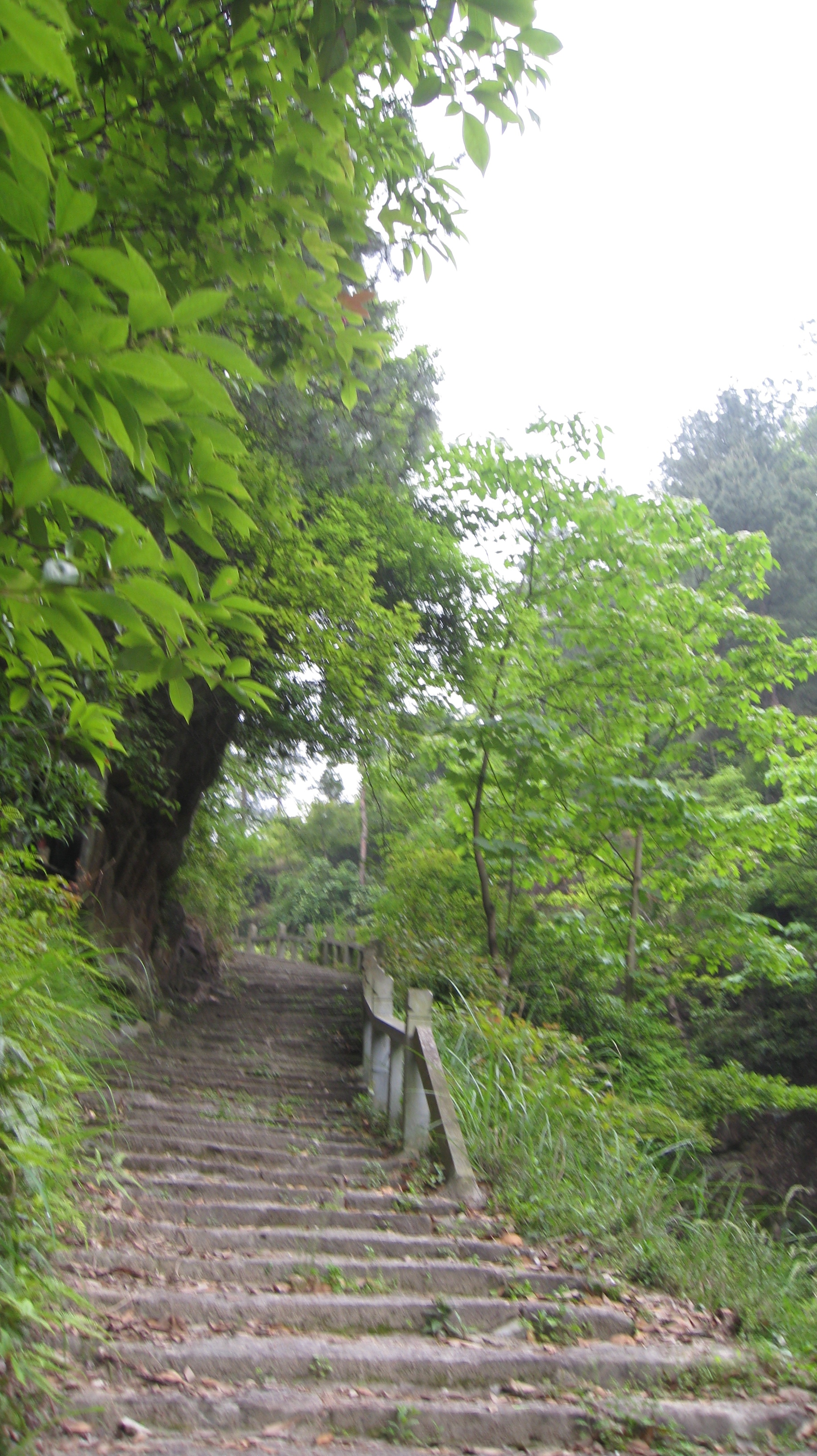 葉山庵嶺古道