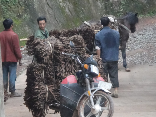 大山裡的運筍隊伍