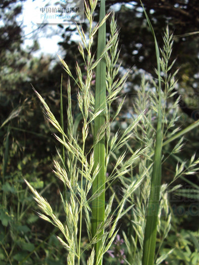 北方野青茅（變種）