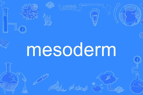 mesoderm