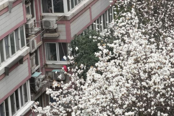 鸚鵡花園櫻花園