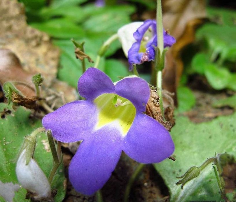 疏花報春苣苔