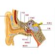 耳根部疼痛