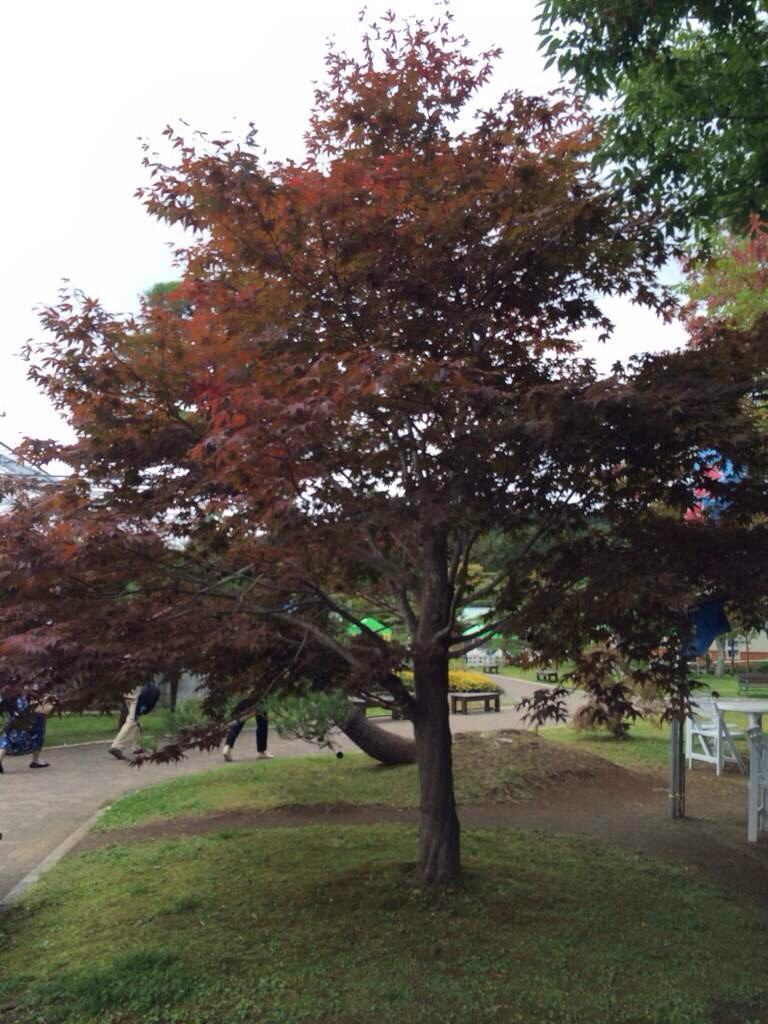 山中湖花之都公園