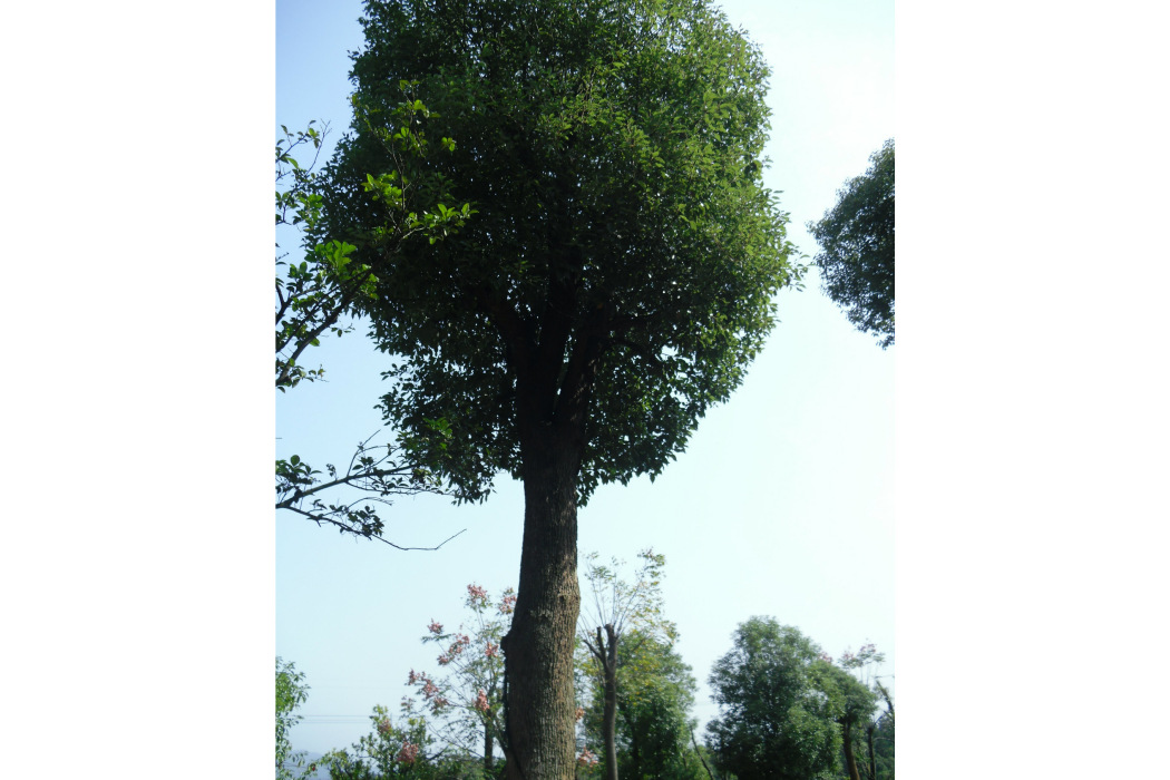 大葉香樟黃山學院1號