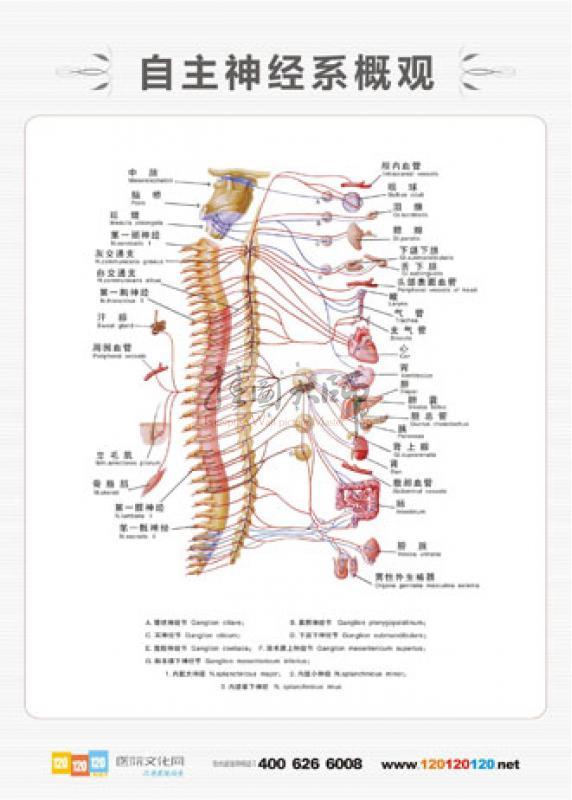 軀體形式自主神經紊亂