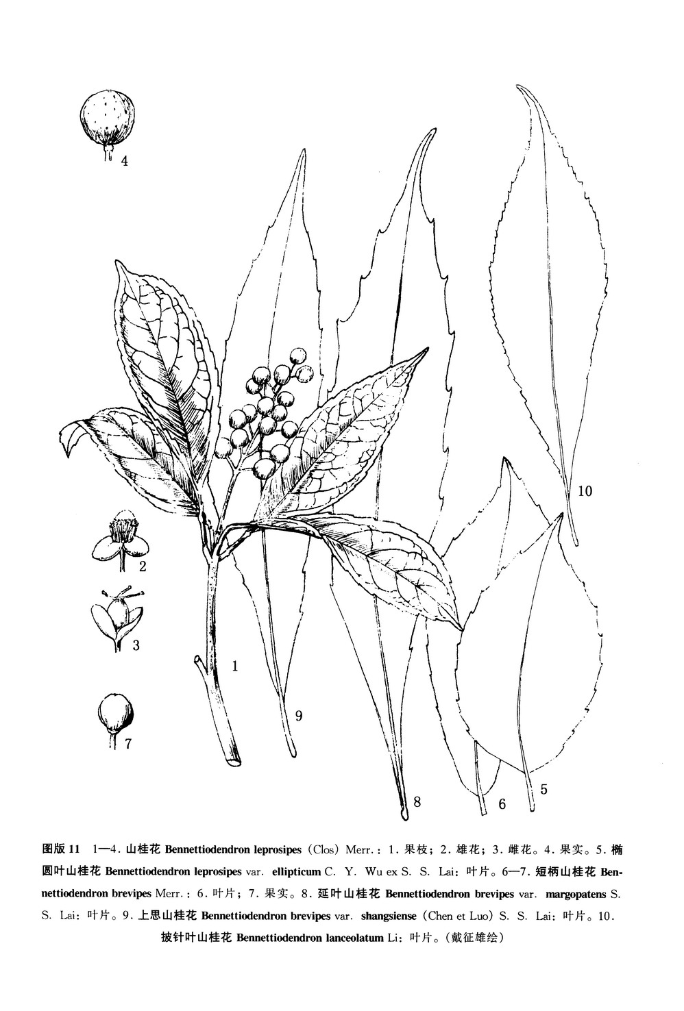 上思山桂花（變種）