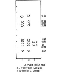 小紅參