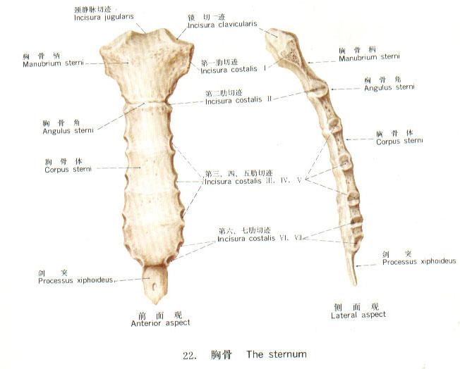 劍突下疼痛