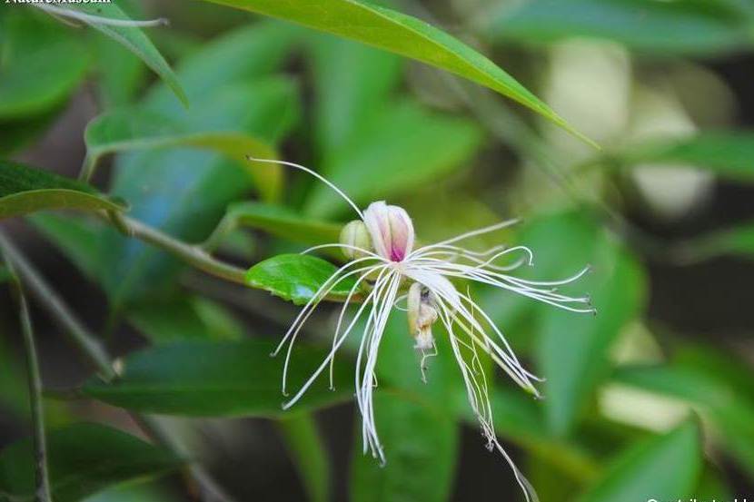 野香櫞花(山柑科山柑屬植物)