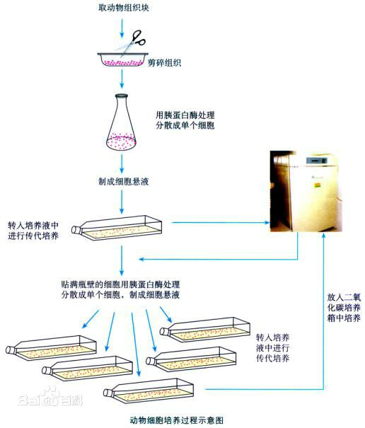 生物選修三知識點總結