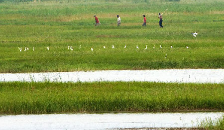 高后樓村