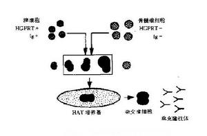 單克隆抗體技術