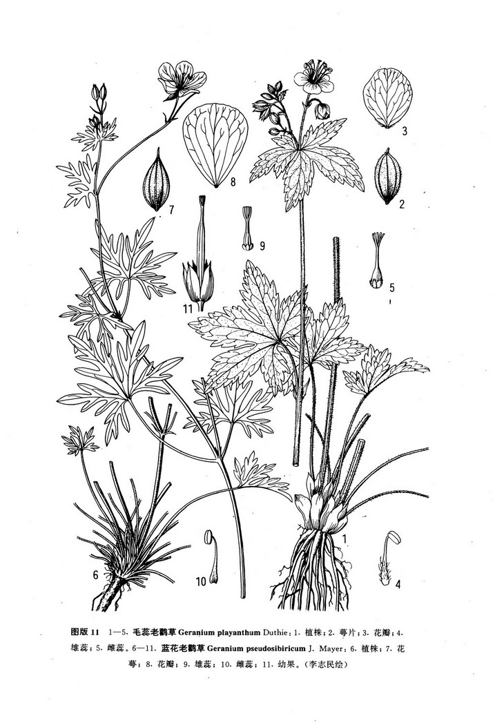 藍花老鸛草