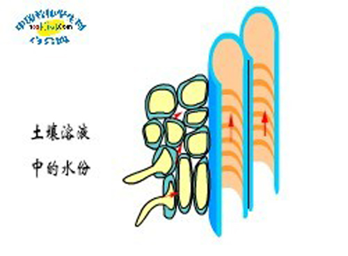 植物根吸水示意圖