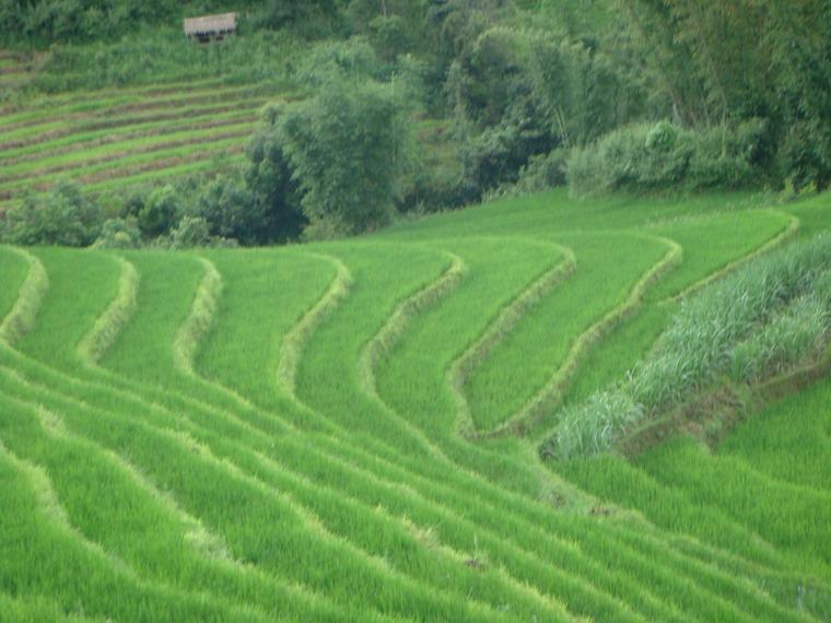 田園耕地