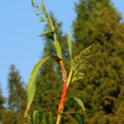 甜高粱(禾本科植物)