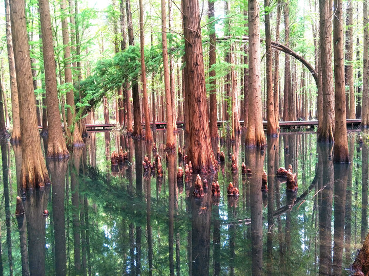 淮安市金湖水上森林(金湖水上森林公園)