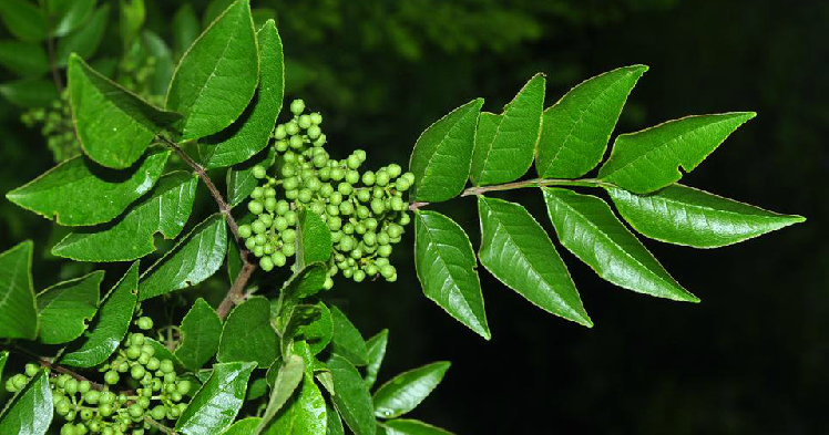 野花椒葉