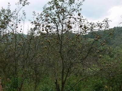 楊柳塘村(雲南省昆明市盤龍區滇源鎮下轄村)