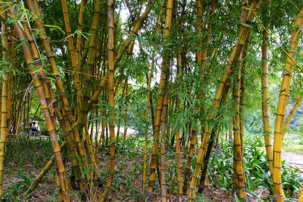 黃金竹(禾本科巴山木竹屬植物)