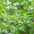 青花椒(山甲)