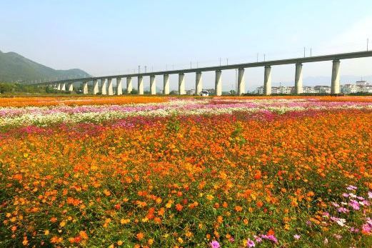 縉雲筧川花海