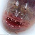 紫鰻蝦虎魚