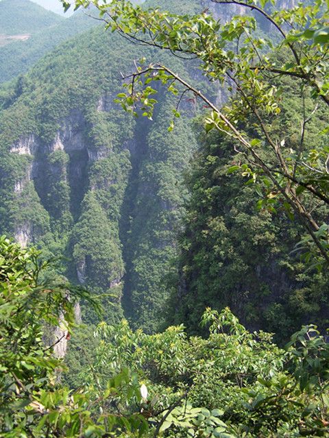 京竹石筍道