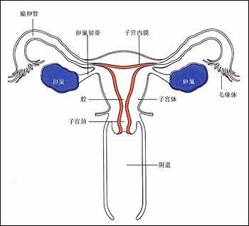 內分泌不孕(內分泌性不孕)