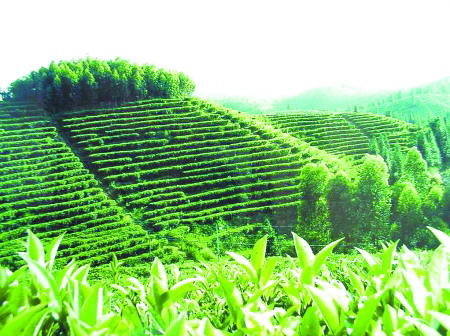 藝倍茶飲