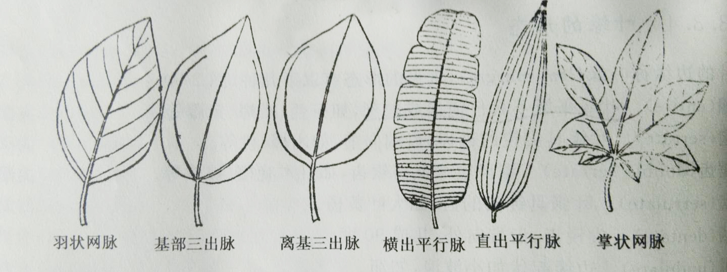 葉脈的形態