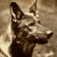 任丁丁(Rin Tin Tin Jr.)