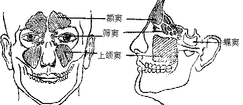 鼻竇結構