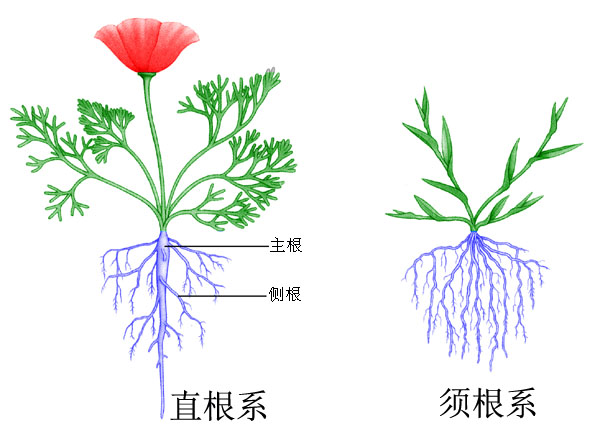 鬚根系