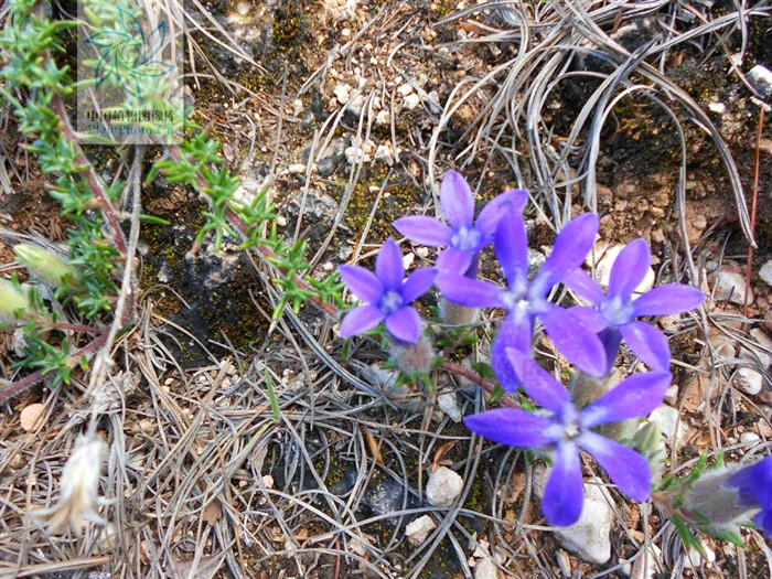 總花藍鐘花