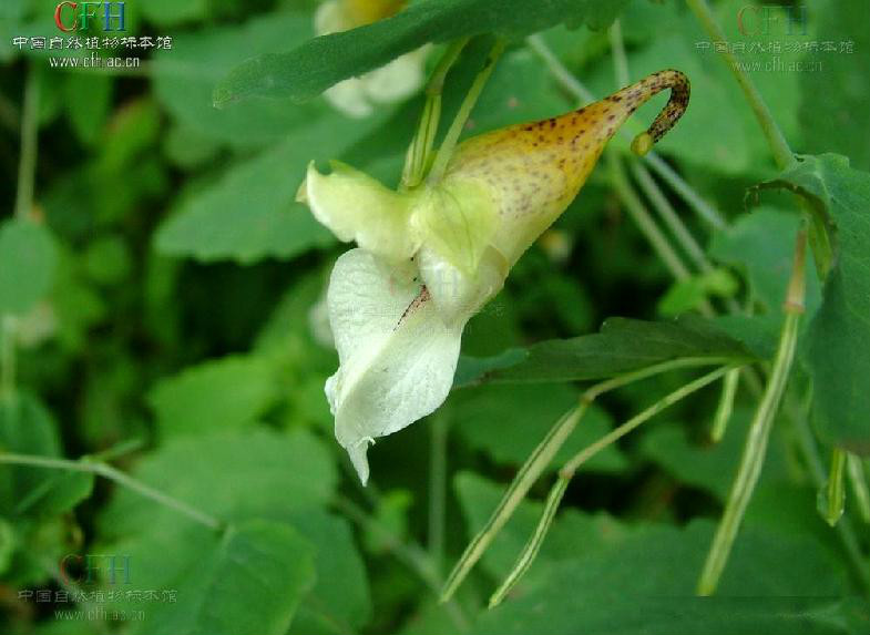 長翼鳳仙花