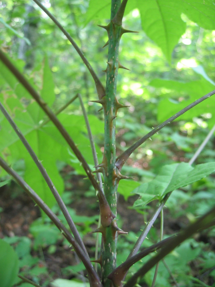 絲梗茜草