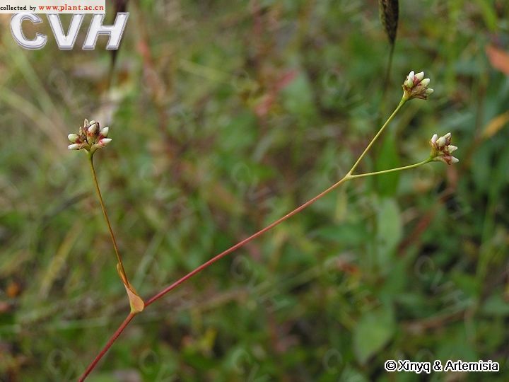 箭葉蓼(蓼科蓼屬植物)