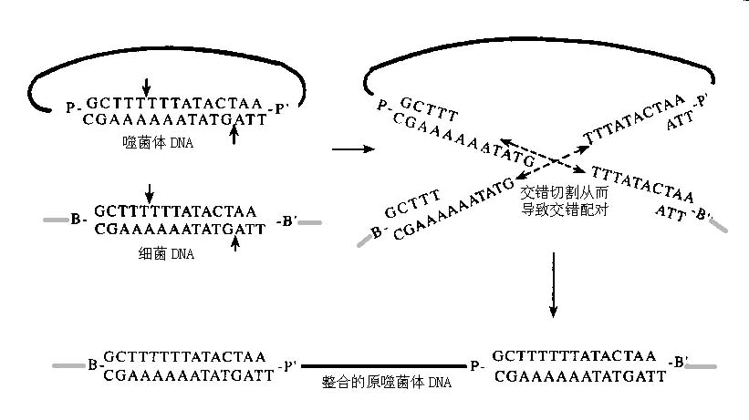 位點專一性重組