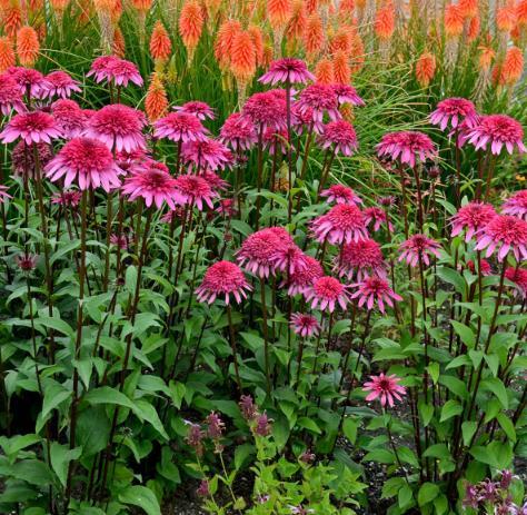 Echinacea (Supreme Series) \x27Elegance\x27