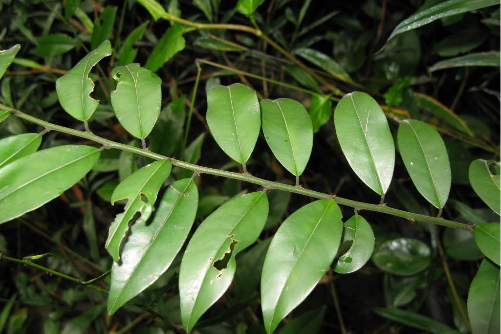 廣州山柑(山柑科山柑屬植物)