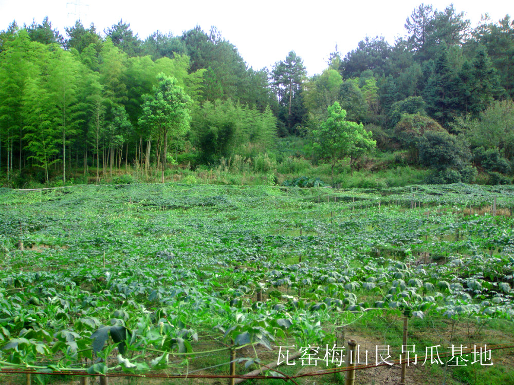 雲和縣七尖山蔬菜種植專業合作社