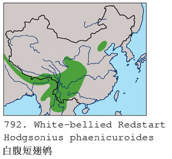白腹短翅鴝分布（圖2）
