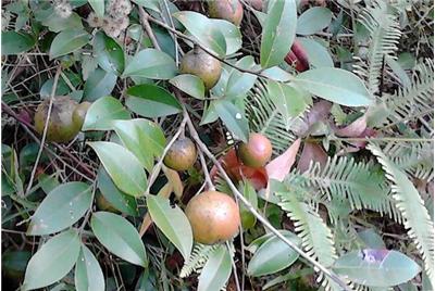 山油茶故事